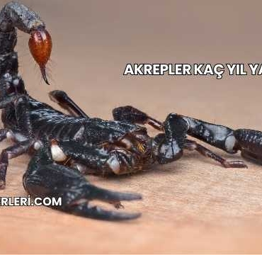 Akrepler Kaç Yıl Yaşarlar?